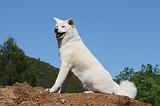 AKITA INU 489